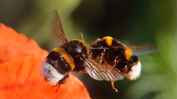 Two bumblebees almost collide as they fly to a poppy flower on a field in Frankfurt.