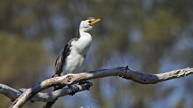 The cormorant is both the best and worst friend for fishermen.