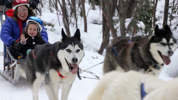 Howling huskies... going for a run on Mount Baw Baw.