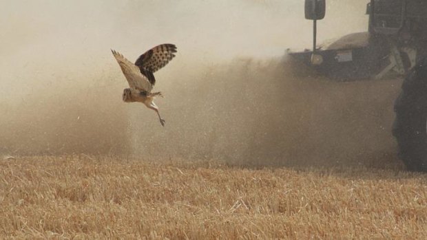 "Peeved": A grass owl fleeing a combine harvester, which won the Greens competition, by photographer Michael Dahlem.