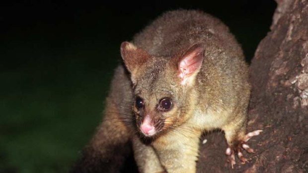 Very determined ... a brushtail possum. They compete for real estate.