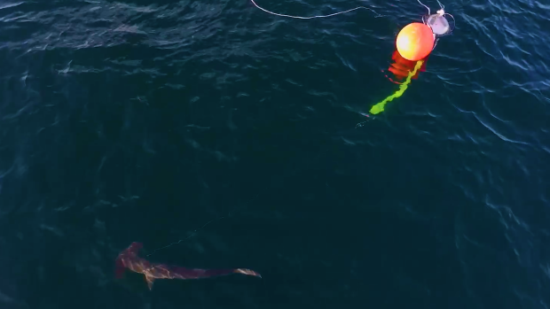 Footage captures hammerhead shark hooked at Bondi