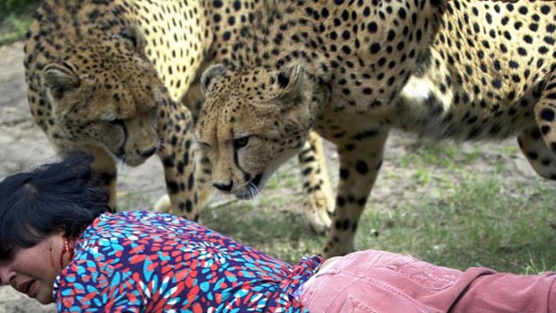Violet has blood on her face as the cheetahs circle after the first attack.