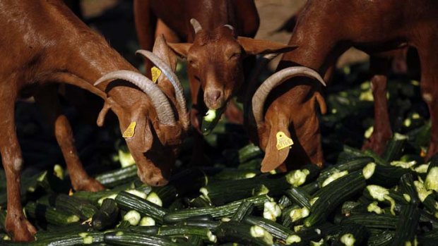 Losses ... goats eat discarded cucumbers in Spain.
