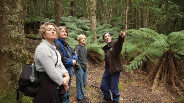 Forest Walks Lodge guests on a guided walk of old growth eucalypt forest on Quamby Bluff. 