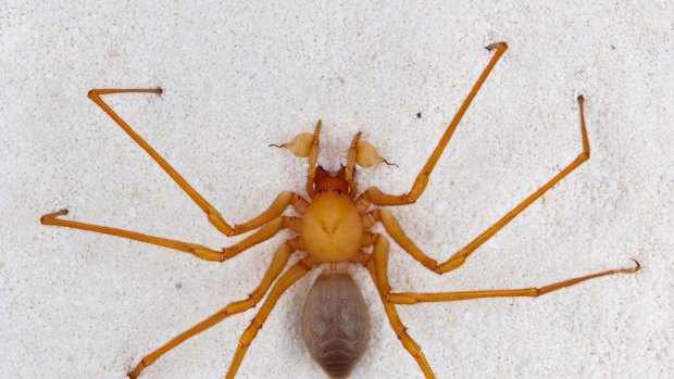 A specimen of a new family of spiders, which scientists are calling cave robber for its fearsome claws.