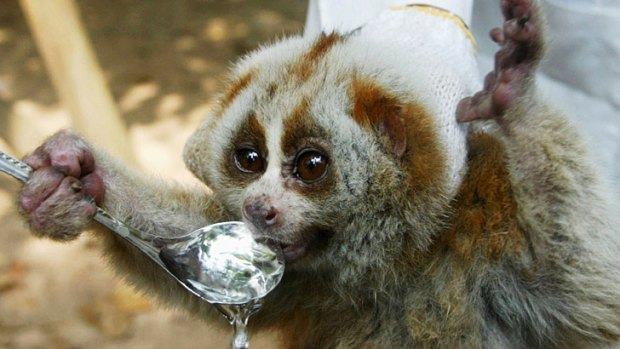 Cute but deadly ... A slow loris like the one that bit Lady Gaga.