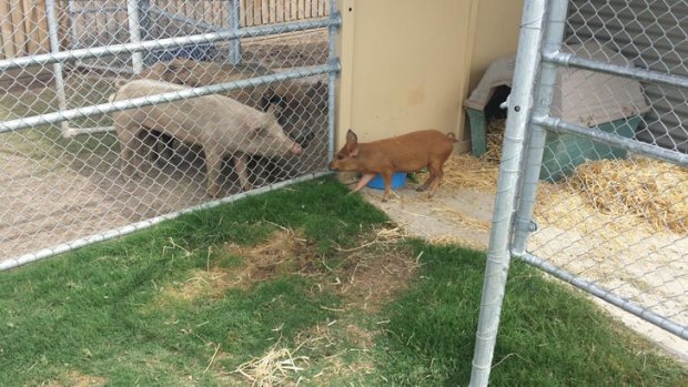 Ash the pig settling into his new pen at the RSPCA. Photo: Supplied.