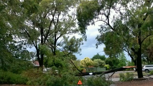 Tree down at Tunney Crescent in Florey. 