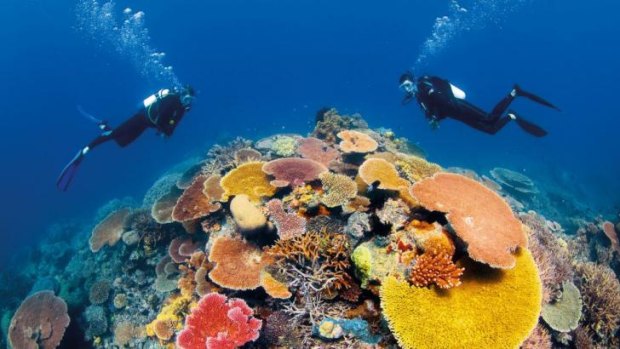 Diving Danger Reef Great Barrier Reef Queensland