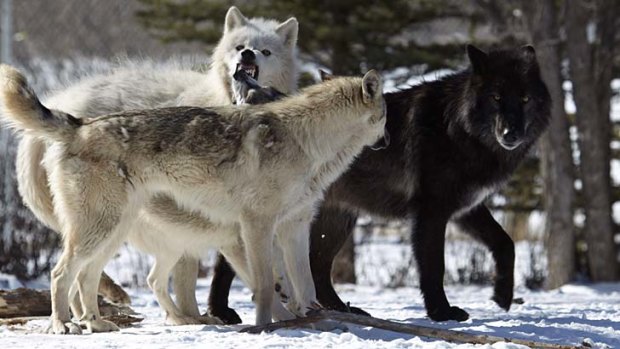 Zeus (right) is the alpha male of the pack.