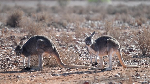 Kangaroos near White Cliffs in a drought-hit part of far-western NSW in August.