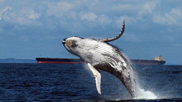 The Rudd government has decided to take legal action against Japan over its hunting of whales.