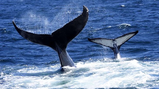 Pure fluke ... whales flick their tales in unison off Sydney Harbour.