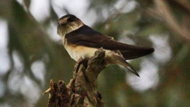 A tree martin poses on a tree stump at Guildford.