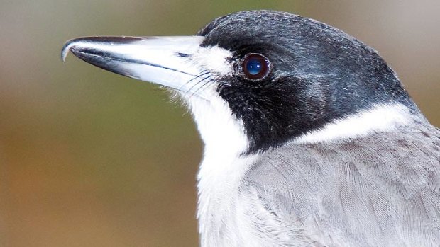 A Gympie man has accused butcher birds of stealing his false tooth.