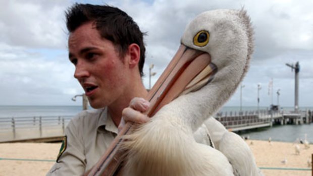 A wildlife ranger holds one of the pelicans which became victims of the Pacific Adventurer oil spill at Moreton Island in early March.