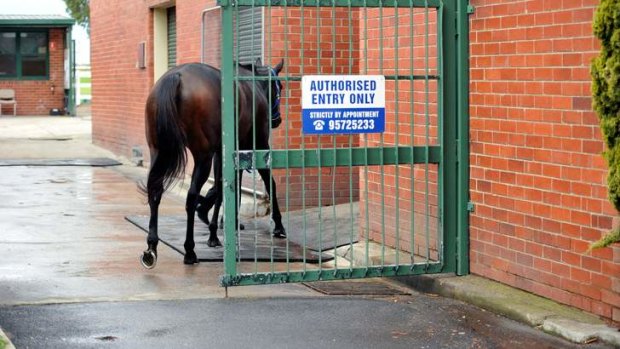 "In truth, Black Caviar's retirement was more about her body".