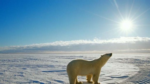 Polar bears - and much else besides - are threatened as global temperatures rise.