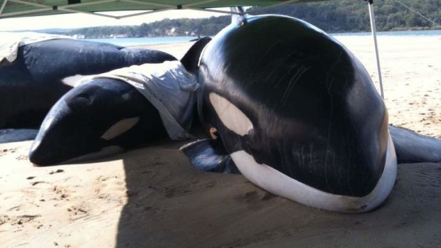 Whales, believed to be orcas, washed up near Fraser Island.