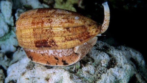 A cone shell snail.