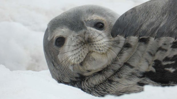 A seal pup.
