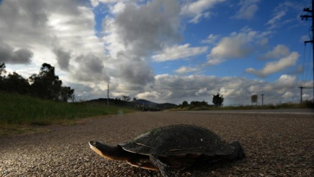 A lonely tortoise makes its way across the road at Dairy Flat, as the rain clouds loom.