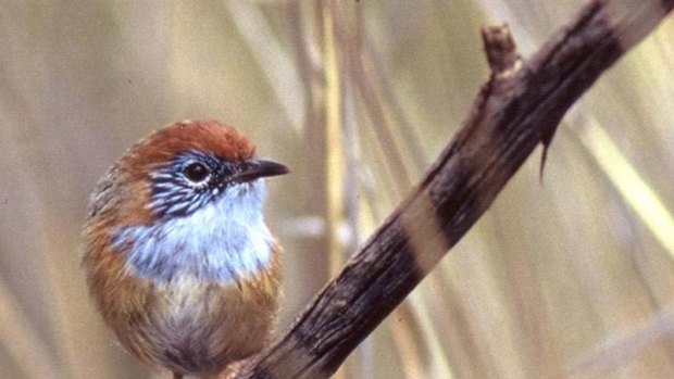 The emu-wren faces habitat loss.