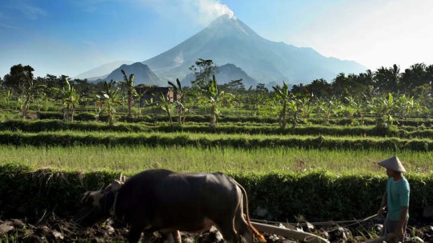 A farmer cultivates his field as Mount Merapi churns smokes.