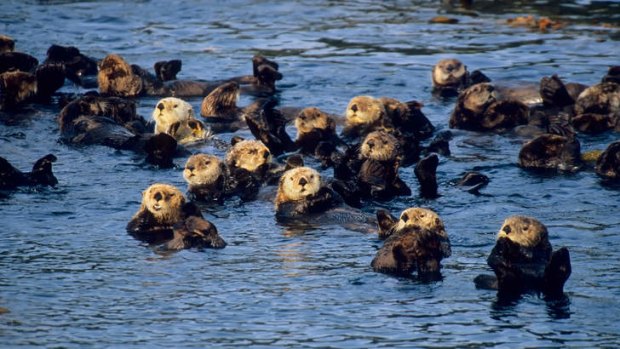 Floating cradle: Sea otters are some of the most attentive nurturers on the planet and some pups will stay with their mothers for up to 12 months.