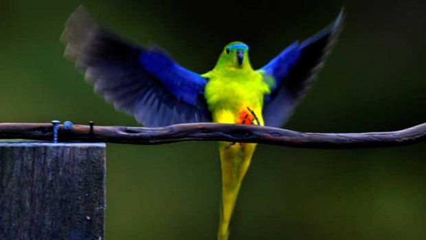 Population dwindling: scientists have undertaken breeding programs to try to save the orange-bellied parrot.