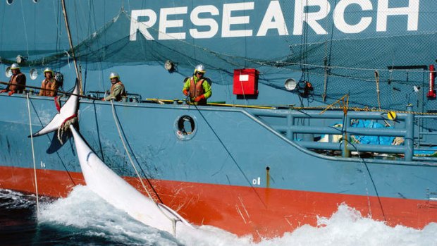 Stop order: Yushin Maru No.2, with a minke whale in the Southern Ocean.