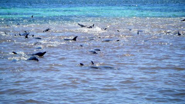 More than 100 dolphins are stranded at Whalers Cove, where at least one dolphin has died in the shallow water.
