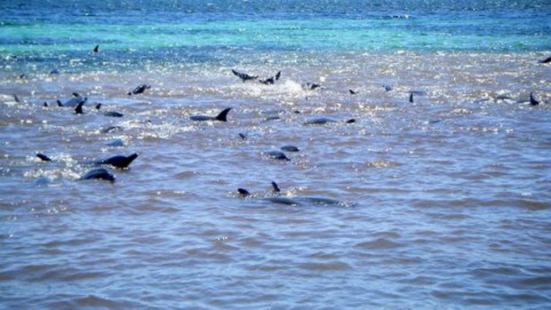 The dolphins in Whalers Cove, before reaching safe waters.