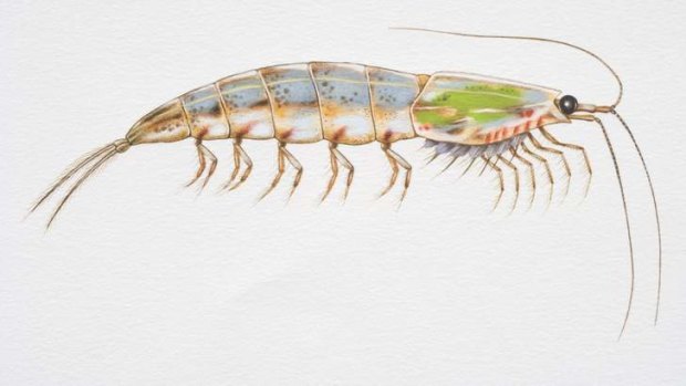 Antarctic krill are under threat.