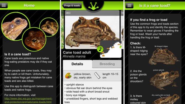 The new app is aimed to help with the correct identification of cane toads.