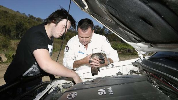 Cameron Blaseotto shows Brett McNamara how he suspect a platypus found its way into the engine compartment of his ute before being released back into the water at Angle Crossing.