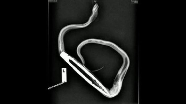 An X-ray shows the tongs stuck inside the snake.
