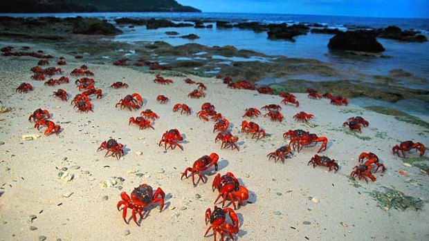 Great migrations ... red crabs on their nocturnal march.