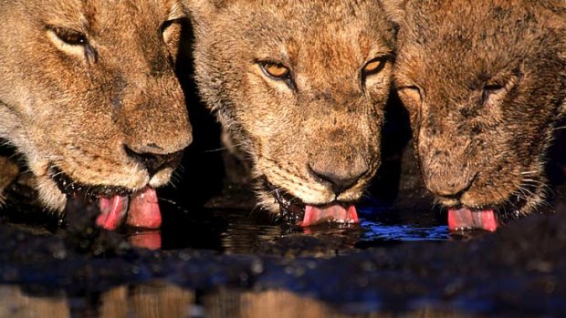 Five-star safari ... lions gather for a drink along Botswana's Selinda Spillway.