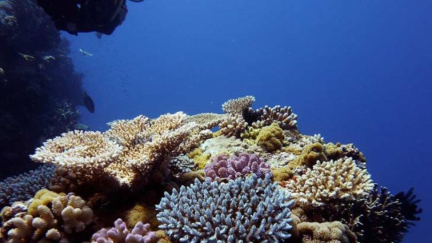 Researchers believe rising temperatures are unlikely to mean the end of the coral reef.