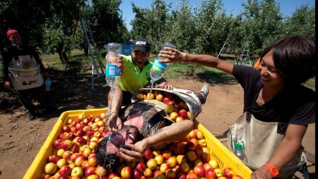 Wet: Fruitpickers in Mooroopna know how to keep cool.