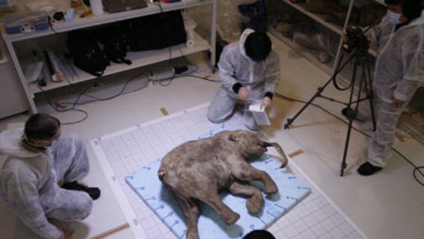 Russian scientists with the frozen carcass of a baby woolly mammoth, dug out of the frozen tundra in north-west Siberia in 2007.