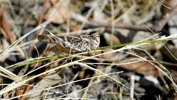 An Australian eastern plague locust (<i>Chortoicetes terminifera</i>) near Dubbo earlier this year.