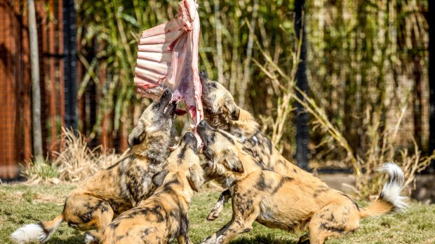 African wild dogs test their new collaborative feeder at Melbourne Zoo. 
