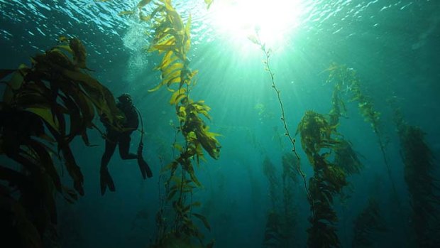 Towering trees facing extinction ... giant kelp, which faces depletion, in waters at Lagoon Bay, south-east Tasmania.