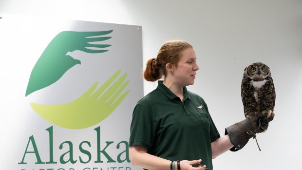 The Alaska Raptor Centre nurses injured birds back to health.
