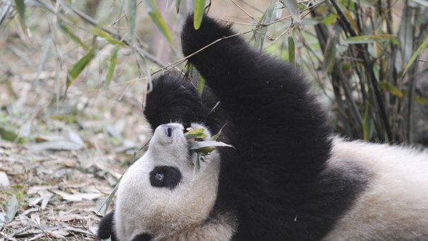 This Chengdu-based panda will soon be moved to France.