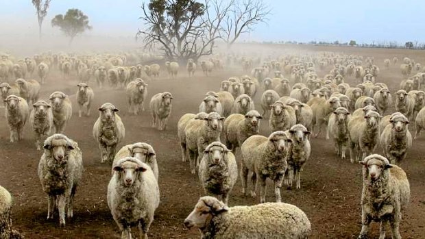 Hungry and thirst: Drought-stricken sheep wait to be hand-fed on Robert Turnbull's property north of Lightning Ridge.