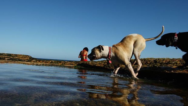 Pet owners have been warned to keep animals cool at the mercury rises.